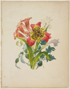 Bouquet de Trompettes, du Dictionnaire de Flora, 1838